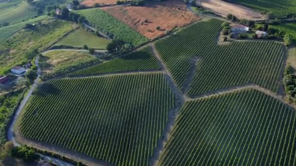 Production Area Italian White Wine Grapevine Fields Sunset — Stockvideo