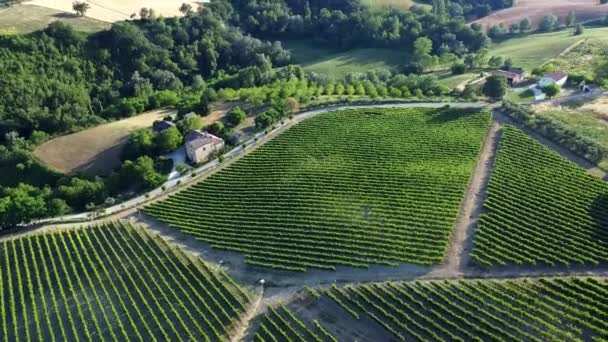 Aerial View Italian Countryside Wine Produced Green Grapevine Fields — Stockvideo