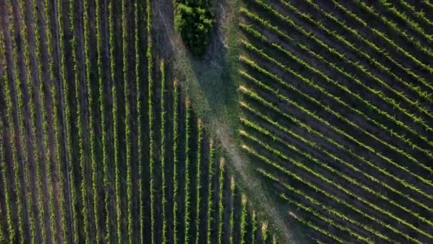 Top View Geometric Grapevine Lines Italian Wine Production Area — Vídeo de Stock