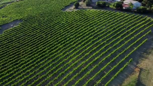 Typical Vineyard Central Italy Countryside Aerial View Wine Production Area — Stockvideo