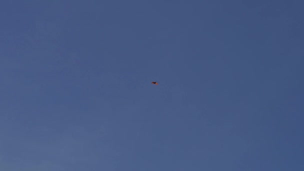 Slow Motion Shot Lonely Distant Chimango Caracara Milvago Chimango Flying — Stok Video