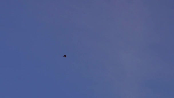 Slow Motion Shot Lonely Distant Chimango Caracara Milvago Chimango Flying — Video Stock