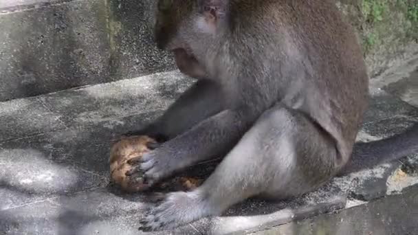 Funny Macaque Monkey Holding Coconut Tree Shade — Video Stock