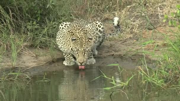 Very Nervous Leopard Drinking Keeping Watchful Eye Watering Hole — Vídeo de stock