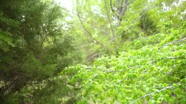 Rustling Tree Branches Leaves Summer Breeze — Stockvideo