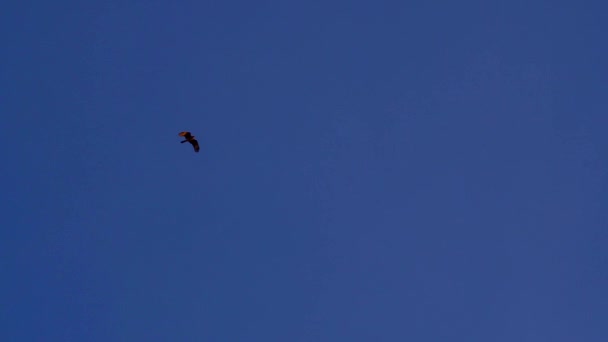 Slow Motion Shot Lonely Distant Chimango Caracara Milvago Chimango Flying — Stok video