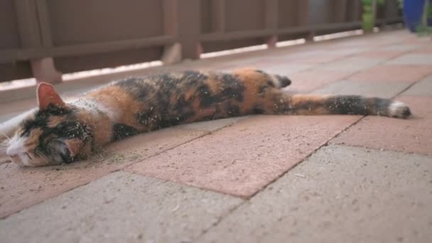Cute Calico Cat Rolling Dried Catnip — Αρχείο Βίντεο