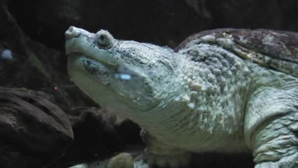 Close Common Snapping Turtle Gdynia Aquarium — 비디오