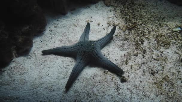 Pentaceraster Alveolatus Starfish Lying Sandy Bottom Aquarium Close — стоковое видео