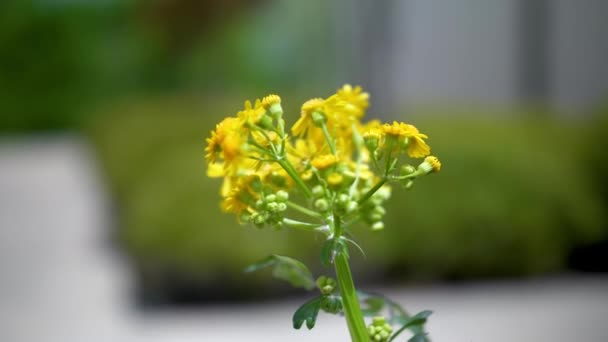 Yellow Flower Blowing Wind Very Shallow Depth Field — Αρχείο Βίντεο
