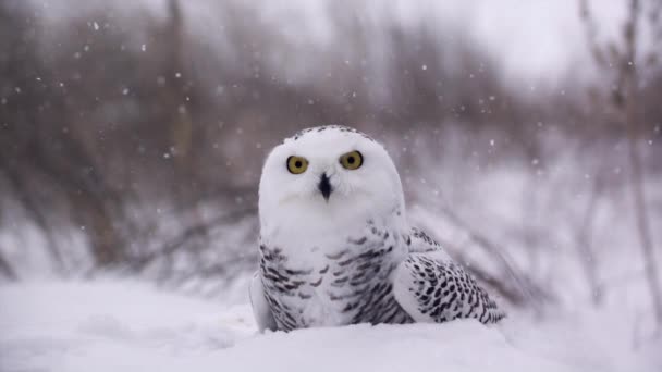 Slow Motion View Snowy Owl Winter Landscape Canadian Tundra Hunting — ストック動画