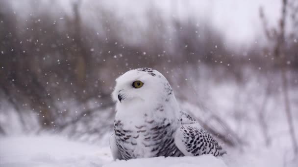 Slow Motion View Snowy Owl Winter Landscape Canadian Tundra Hunting — Vídeo de Stock