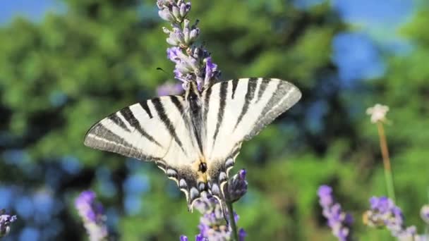 Close Shot Butterfly Lavender Flower Colorful Backgrounds Flying Out — Vídeos de Stock