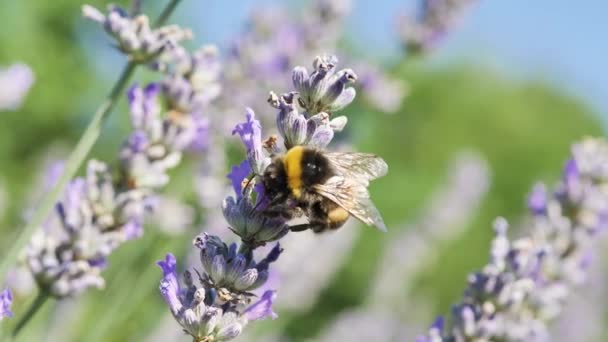 Close Macro Shot Bumblebee Lavender — Vídeo de Stock