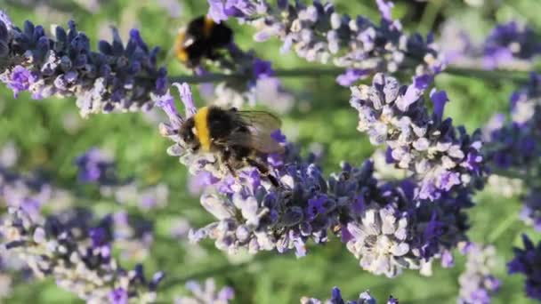 Two Bumblebees Lavender Flower Summer Slow Motion — Vídeos de Stock