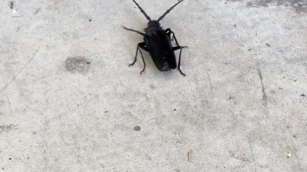 Black Longhorn Beetle Arizona Walking Garage Floor — 图库视频影像