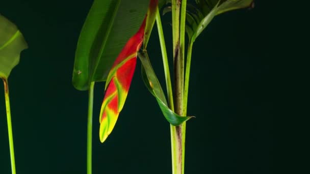 Heliconia Rostrata Hanging Lobster Claw False Bird Paradise Flowering Plant — Vídeo de Stock