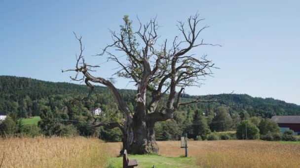 Thousand Year Old Oak Tree Middle Farm Field Slow Motion — Stockvideo