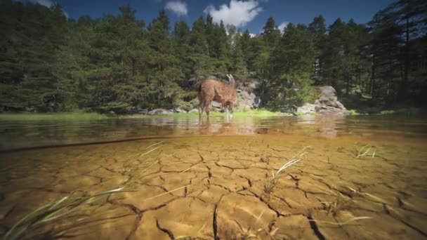 Split Level View Underwater Lama Standing Shallow Water Shore Slow — Stok Video