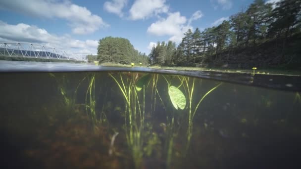 Split Level View Underwater Otra River Norway Yellow Water Lilies — Vídeo de Stock