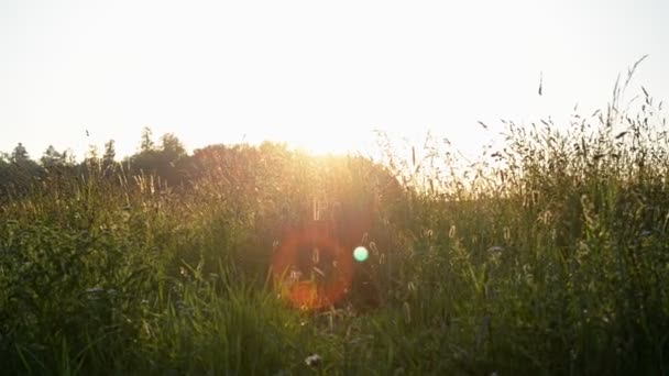 Gliding Shot Sunrise Grass Some Solar Flares Lens — Vídeo de stock