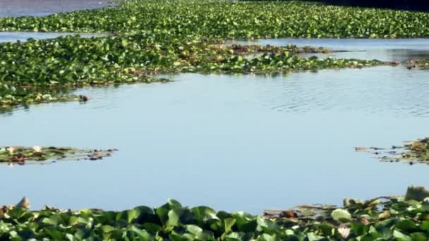 Water Lilies White Gulf Very Present Lagoa Vela Which Part — Stock Video