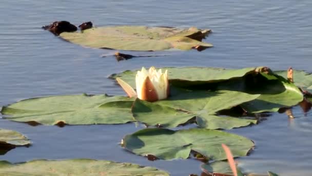 Water Lilies White Flower Pond Water Splashes — Vídeos de Stock