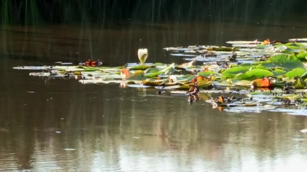 Small Fish Swim Water Lilies Reflections Plants Water Background — Stok Video