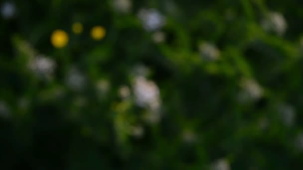 White Yellow Wildflowers Front Dark Green Background Coming Focus Handheld — Stock videók