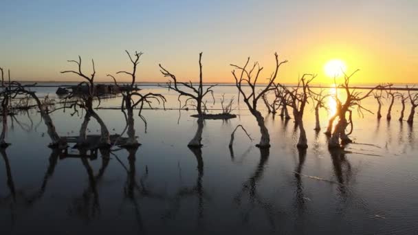 Dead Trees Half Submerged Lake Flooded Town Epecuen Sunset Aerial — Wideo stockowe