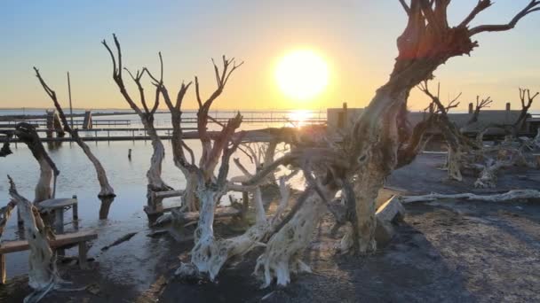 Eerie View Sunset Flooded Town Gnarly Dead Trees Epecuen Aerial — Stok video