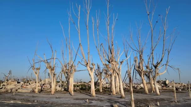 Любопытный Вид Бесплодных Мертвых Деревьев После Наводнения Города Epecuen Воздушная — стоковое видео
