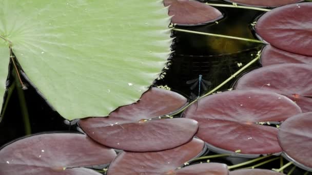 Pond Covered Green Red Water Lily Leaves Male Female Damselfy — Stok video