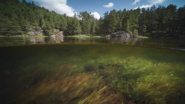 Split Level View Underwater Grass Weeds Float Water Slow Motion — Stock video
