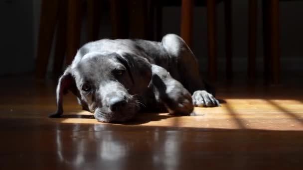 Sad Lonely Grey Puppy Lays Floor Indoors Moody Lighting — Video Stock