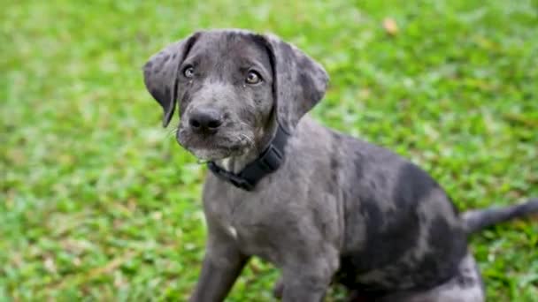 Grey Merle Great Dane Mix Puppy Sits Green Grass Looking — Stock Video