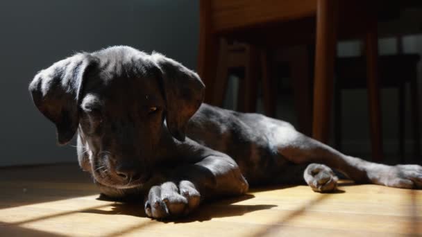 Young Great Dane Puppy Lying Contentedly Warm Patch Sunlight Dark — Vídeo de stock