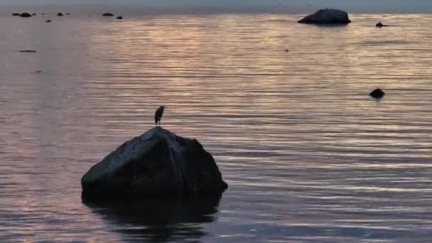 Young Gray Heron Ardea Cinerea Looking Food Sunset Shallow Bay — Stock Video