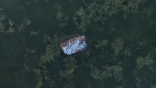 Aerial Top View Grey Heron Ardea Cinerea Standing Rock Looking — Video