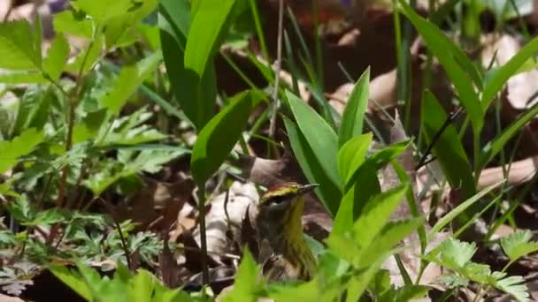 Yellow Palm Warbler Alighted Jumped Grass Portrait Bird Small Birds — Stock video