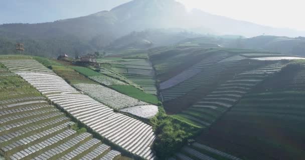 Aerial View Beautiful Terraced Vegetable Plantation Slope Mount Sumbing Magelang — Stock video