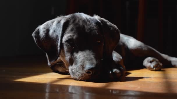 Dark Moody Shot Sleepy Great Dane Mix Puppy Wooden Floor — Video Stock