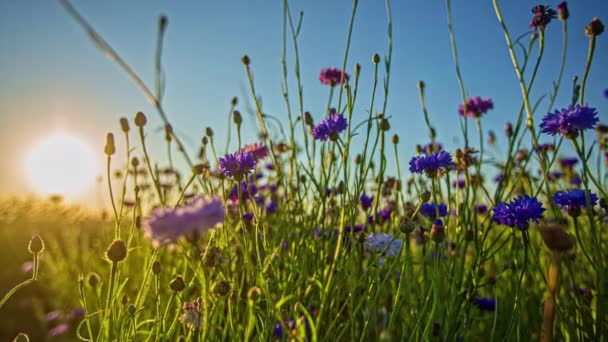 Wild Violet Flowers Green Grass Sunset Meadow — Wideo stockowe