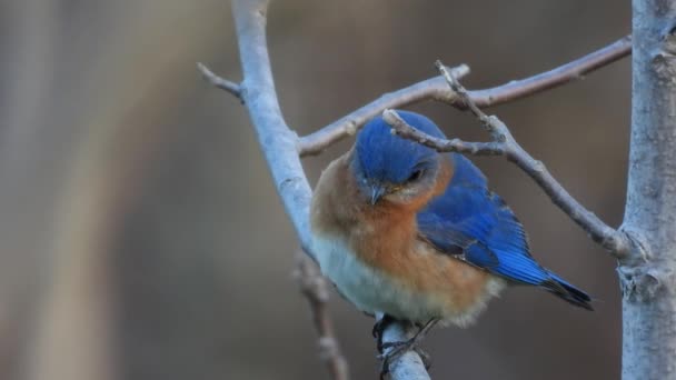 Beautiful Close Shot Eastern Bluebird Sitting Tree Branch — Video