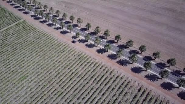 Palm Tree Lined Seppeltsfield Road Traveling Cars Barossa Valley Adelaide — 비디오