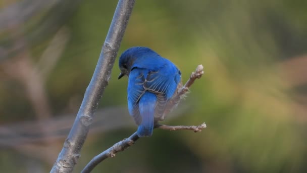 Blue Bird Closeup Stationary Advice Poetic Birds Blurred Background — ストック動画