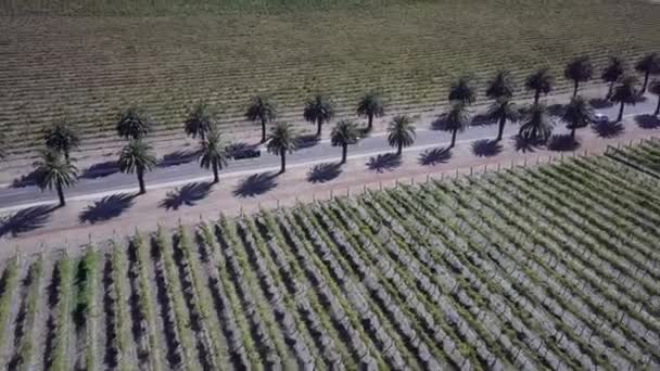 Picturesque Palm Tree Avenue Seppeltsfield Road Summer Barossa Valley Adelaide — 图库视频影像