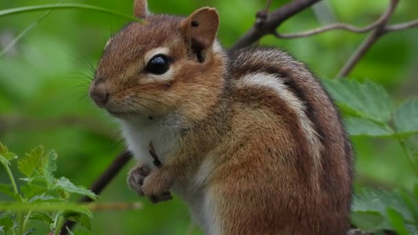 Close Shot Cute Little Chipmunk Branches Green Bush — Stockvideo