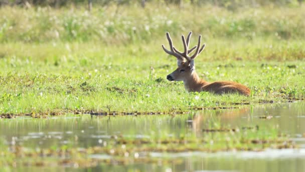 美丽的野生公鹿在沼泽地草地上休息 南美洲的湿地 — 图库视频影像