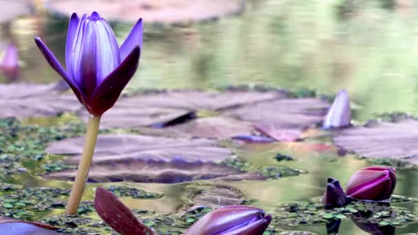 Een Blauwe Paarse Waterlelie Bloeit Als Een Bries Door Het — Stockvideo